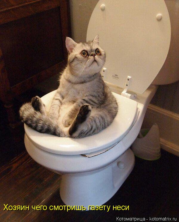 Котоматрица: Хозяин чего смотришь газету неси