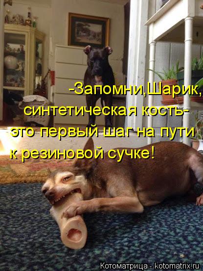 Котоматрица: -Запомни,Шарик, синтетическая кость- это первый шаг на пути к резиновой сучке!
