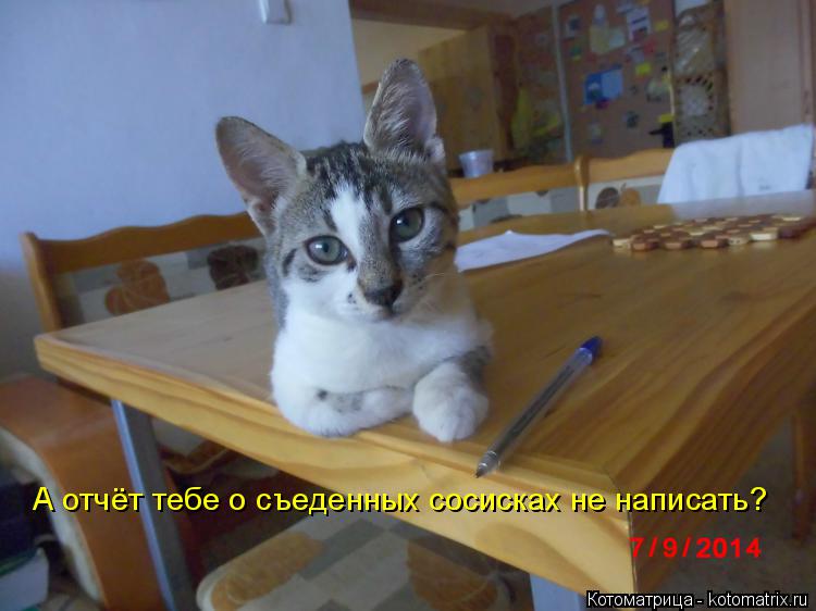 Котоматрица: А отчёт тебе о съеденных сосисках не написать?