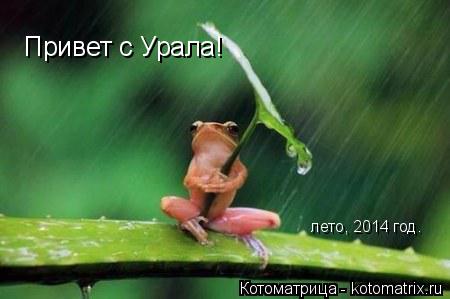 Котоматрица: Привет с Урала! лето, 2014 год.