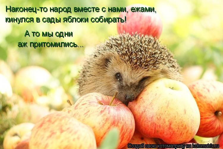 Котоматрица: Наконец-то народ вместе с нами, ежами,  кинулся в сады яблоки собирать! А то мы одни  аж притомились...