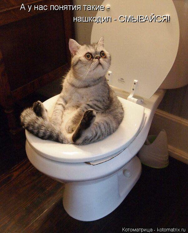 Котоматрица: А у нас понятия такие - нашкодил - СМЫВАЙСЯ!