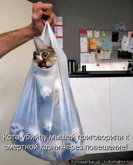 Котоматрица: Кота-убийцу мышей приговорили к смертной казни через повешение!