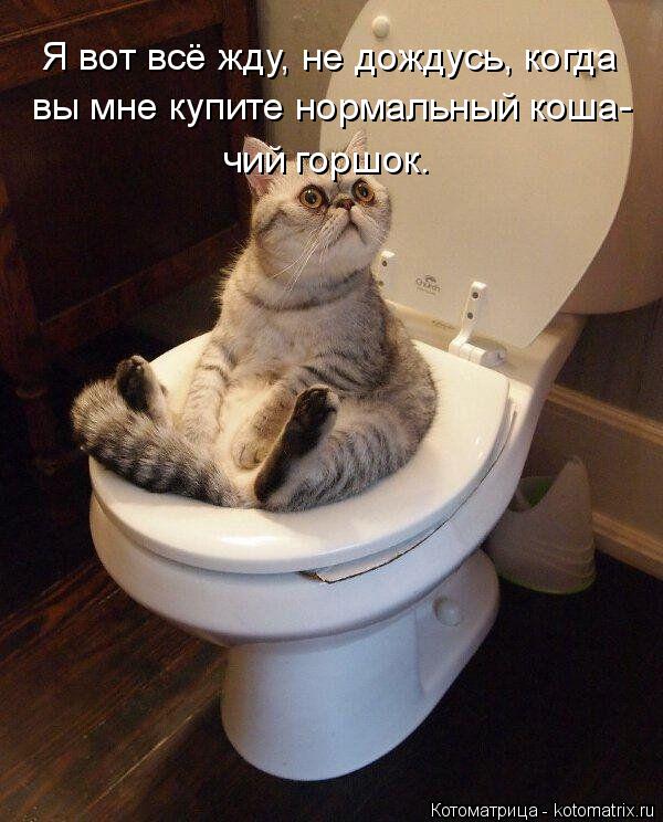 Я вот всё жду, не дождусь, когда вы мне купите нормальный коша- чий горшок.... Котоматрица: Я вот всё жду, не дождусь, когда вы мне купите нормальный коша- чий горшок.