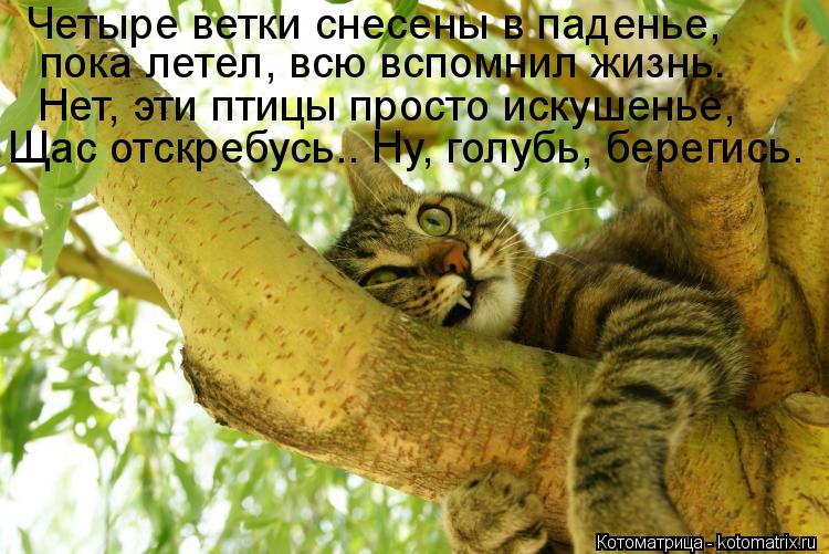 Котоматрица: Четыре ветки снесены в паденье, пока летел, всю вспомнил жизнь. Нет, эти птицы просто искушенье, Щас отскребусь.. Ну, голубь, берегись.