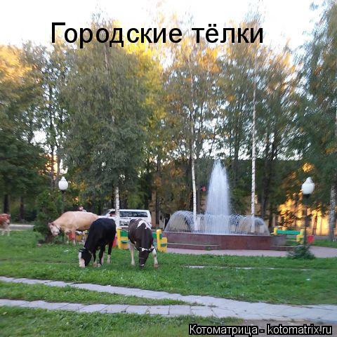 Котоматрица: Городские тёлки