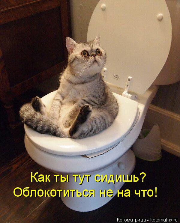 Как ты тут сидишь? Облокотиться не на что!... Котоматрица: Как ты тут сидишь? Облокотиться не на что!