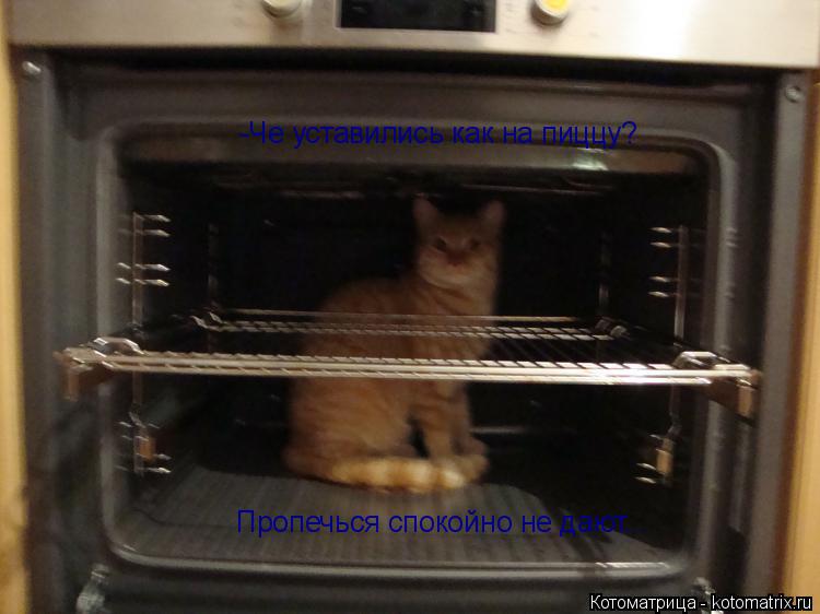 Котоматрица: Пропечься спокойно не дают... -Че уставились как на пиццу?
