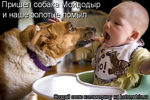Котоматрица: Пришел собака Мойдодыр и наше золотце помыл