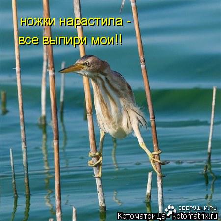 ножки нарастила - все выпири мои!!... Котоматрица: ножки нарастила - все выпири мои!!
