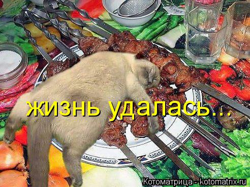 жизнь удалась...... Котоматрица: жизнь удалась...