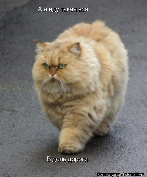 Котоматрица: А я иду такая вся В доль дороги