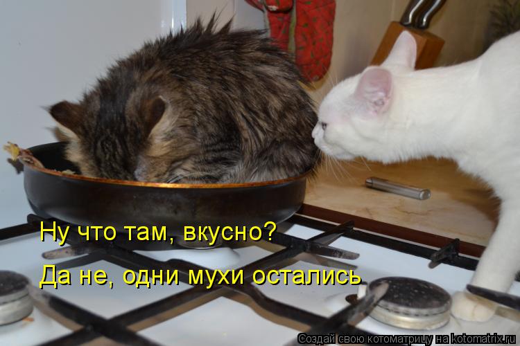 Ну что там, вкусно? Да не, одни мухи остались... Котоматрица: Ну что там, вкусно? Да не, одни мухи остались