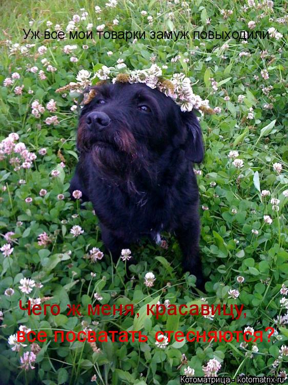 Уж все мои товарки замуж повыходили Чего ж меня, красавицу, все посватать стесняются?... Котоматрица: Уж все мои товарки замуж повыходили Чего ж меня, красавицу, все посватать стесняются?