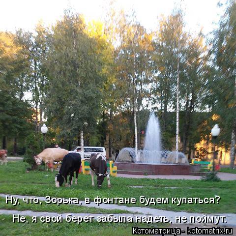 Котоматрица: Ну, что, Зорька, в фонтане будем купаться? Не, я свой берет забыла надеть, не поймут.