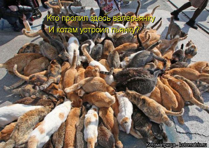 Котоматрица: Кто пролил здесь валерьянку И котам устроил пьянку?