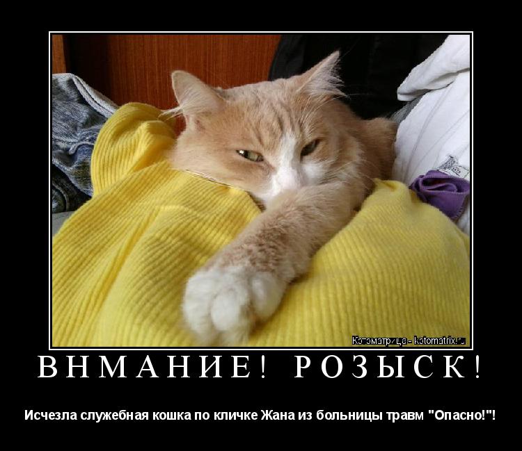 ВНМАНИЕ! РОЗЫСК! Исчезла служебная кошка по кличке Жана из больницы травм "Опасно!"!... Котоматрица: ВНМАНИЕ! РОЗЫСК! Исчезла служебная кошка по кличке Жана из больницы травм "Опасно!"!
