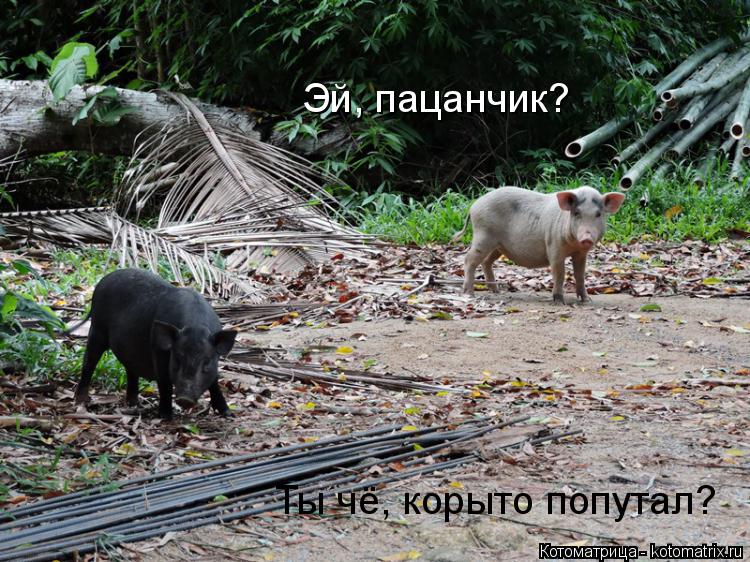 Котоматрица: Эй, пацанчик? Ты чё, корыто попутал?