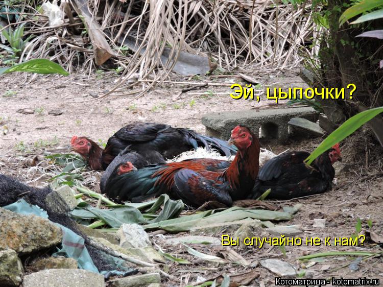 Эй, цыпочки? Вы случайно не к нам?... Котоматрица: Эй, цыпочки? Вы случайно не к нам?