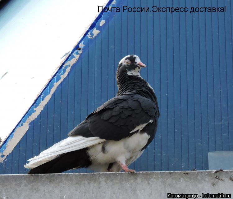 Котоматрица: Почта России.Экспресс доставка!