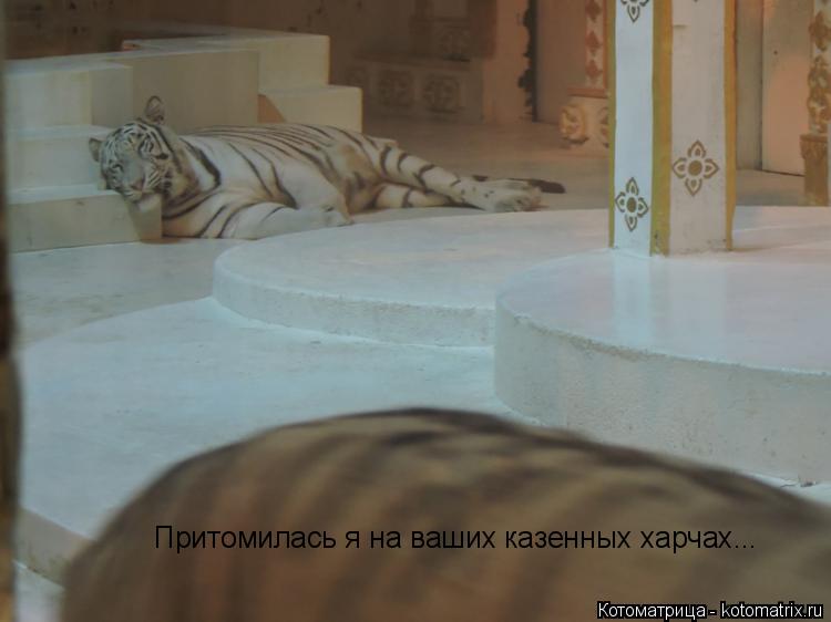 Притомилась я на ваших казенных харчах...... Котоматрица: Притомилась я на ваших казенных харчах...