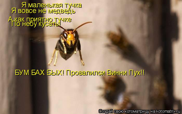Я маленькая тучка Я вовсе не медведь А как приятно тучке По небу кусать! БУМ БАХ БЫХ! Провалилси Ви... Котоматрица: Я маленькая тучка Я вовсе не медведь А как приятно тучке По небу кусать! БУМ БАХ БЫХ! Провалилси Винни Пух!!