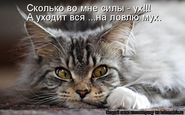 А уходит вся ...на ловлю мух. Сколько во мне силы - ух!!!... Котоматрица: А уходит вся ...на ловлю мух. Сколько во мне силы - ух!!!