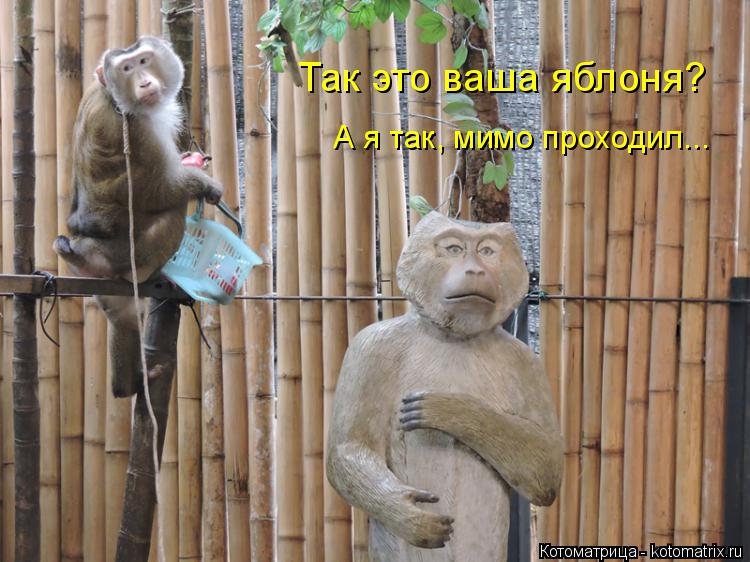 Котоматрица: Так это ваша яблоня? А я так, мимо проходил...