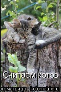 Считаем котов... Котоматрица: Считаем котов