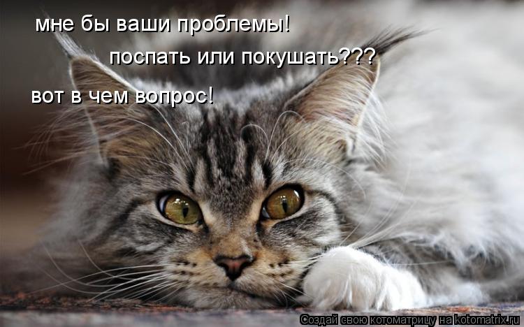 мне бы ваши проблемы! поспать или покушать??? вот в чем вопрос!... Котоматрица: мне бы ваши проблемы! поспать или покушать??? вот в чем вопрос!