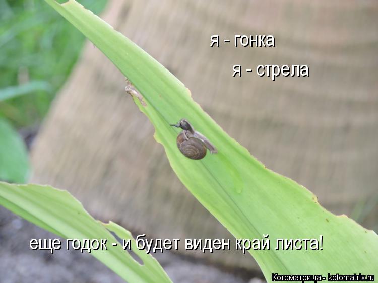 я - гонка я - стрела еще годок - и будет виден край листа!... Котоматрица: я - гонка я - стрела еще годок - и будет виден край листа!