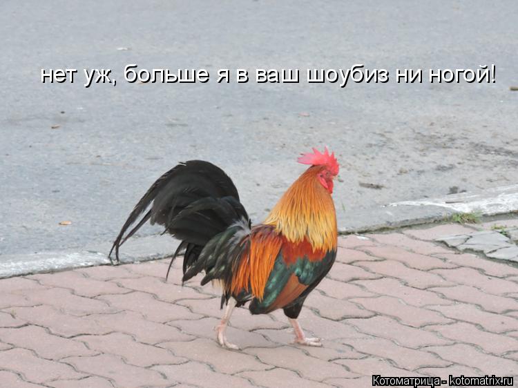 Котоматрица: нет уж, больше я в ваш шоубиз ни ногой!