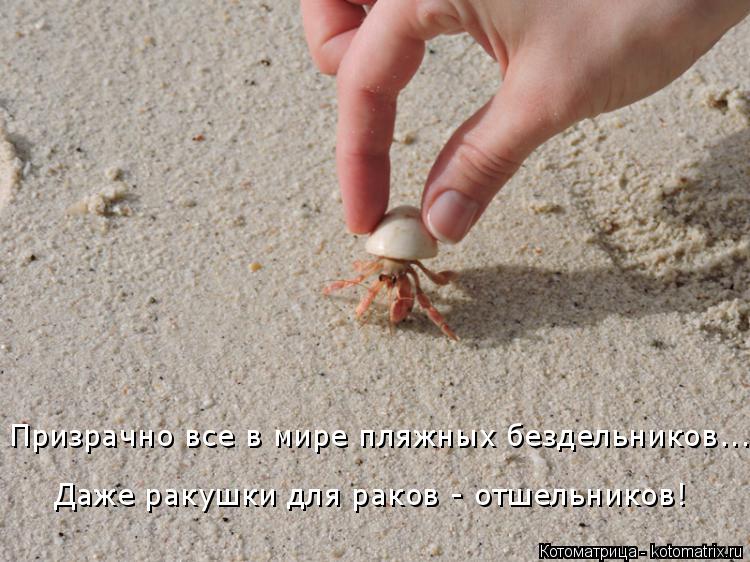 Котоматрица: Даже ракушки для раков - отшельников! Призрачно все в мире пляжных бездельников...