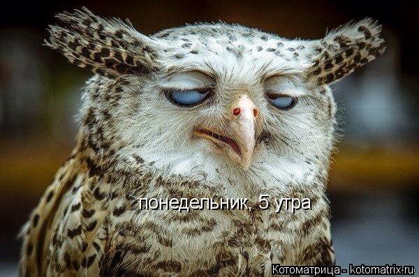 Котоматрица: понедельник, 5 утра
