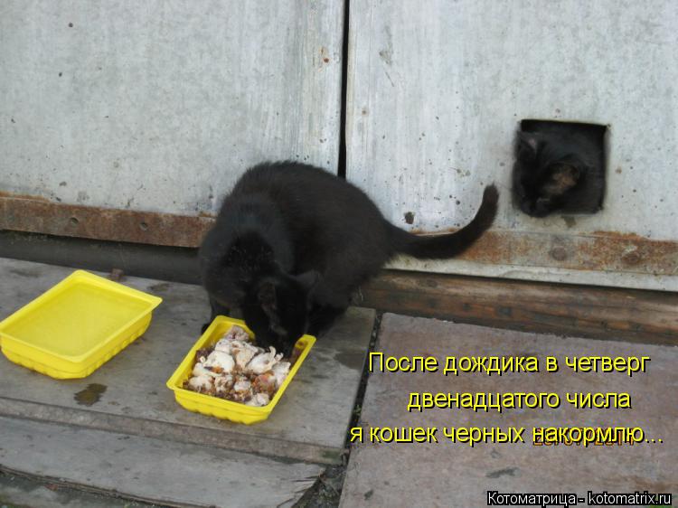 Котоматрица: После дождика в четверг двенадцатого числа я кошек черных накормлю...