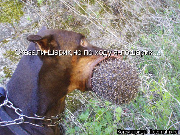 Котоматрица: Сказали-шарик,но по ходу я-лошарик....