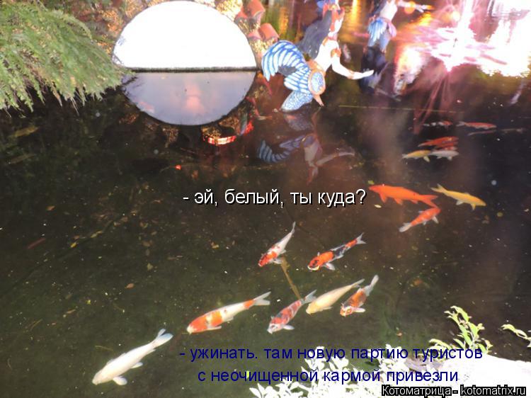 - эй, белый, ты куда? - ужинать. там новую партию туристов с неочищенной кармой привезли... Котоматрица: - эй, белый, ты куда? - ужинать. там новую партию туристов с неочищенной кармой привезли