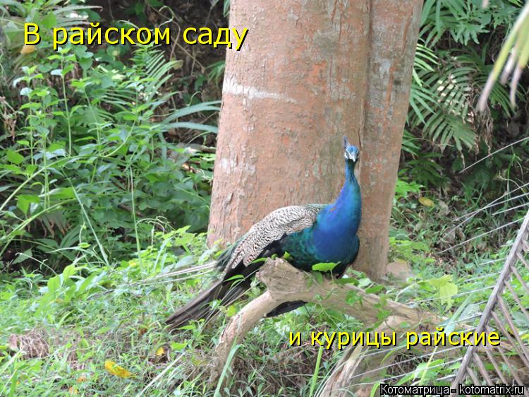 В райском саду и курицы райские... Котоматрица: В райском саду и курицы райские