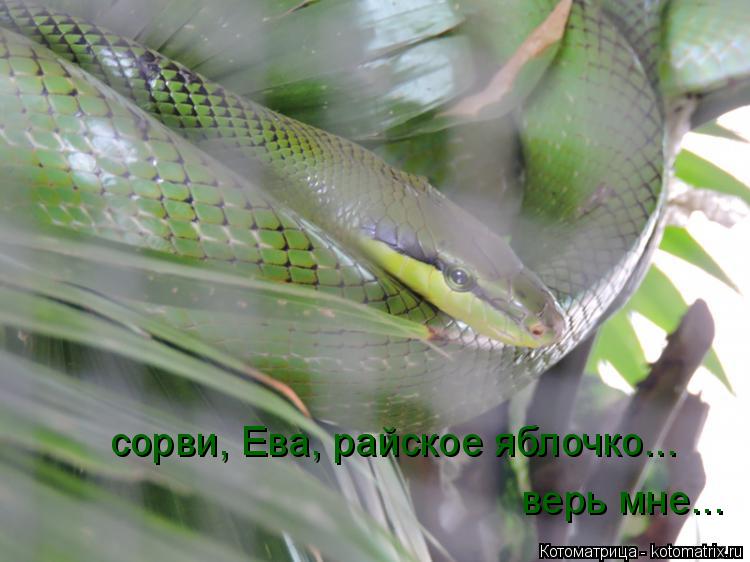 сорви, Ева, райское яблочко... верь мне...... Котоматрица: сорви, Ева, райское яблочко... верь мне...