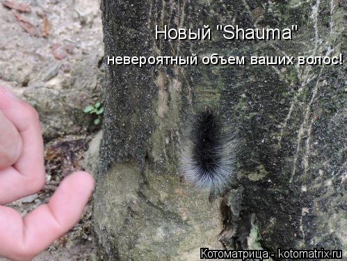 Новый "Shauma" невероятный объем ваших волос!... Котоматрица: Новый "Shauma" невероятный объем ваших волос!