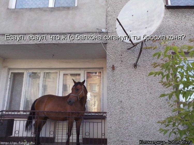 Котоматрица: Есаул, есаул, что ж (с балкона сиганул) ты бросил коня?