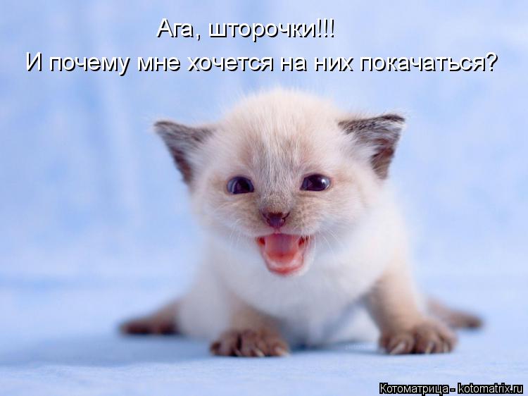 Котоматрица: Ага, шторочки!!! И почему мне хочется на них покачаться?