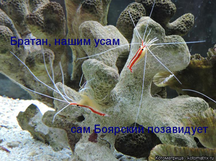 Братан, нашим усам сам Боярский позавидует... Котоматрица: Братан, нашим усам сам Боярский позавидует