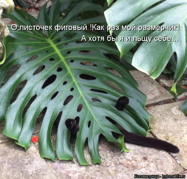 О,листочек фиговый !Как раз мой размерчик! А хотя бы я и льщу себе...... Котоматрица: О,листочек фиговый !Как раз мой размерчик! А хотя бы я и льщу себе...