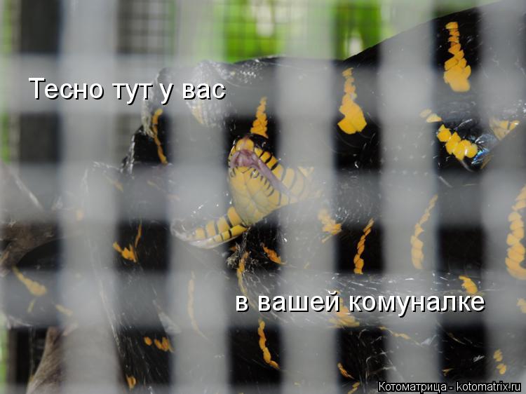 Тесно тут у вас в вашей комуналке... Котоматрица: Тесно тут у вас в вашей комуналке