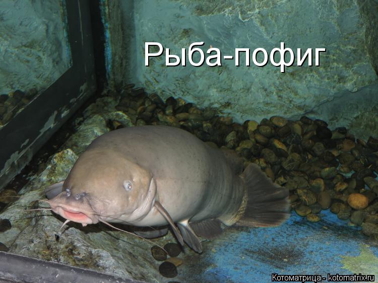 Рыба-пофиг... Котоматрица: Рыба-пофиг