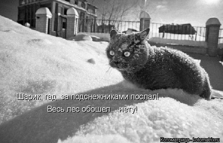 Котоматрица: Весь лес обошел... нету! Шарик, гад, за подснежниками послал!