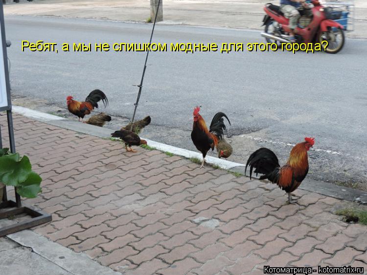 Ребят, а мы не слишком модные для этого города?... Котоматрица: Ребят, а мы не слишком модные для этого города?