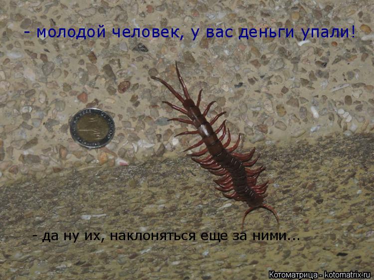 - да ну их, наклоняться еще за ними... - молодой человек, у вас деньги упали!... Котоматрица: - да ну их, наклоняться еще за ними... - молодой человек, у вас деньги упали!