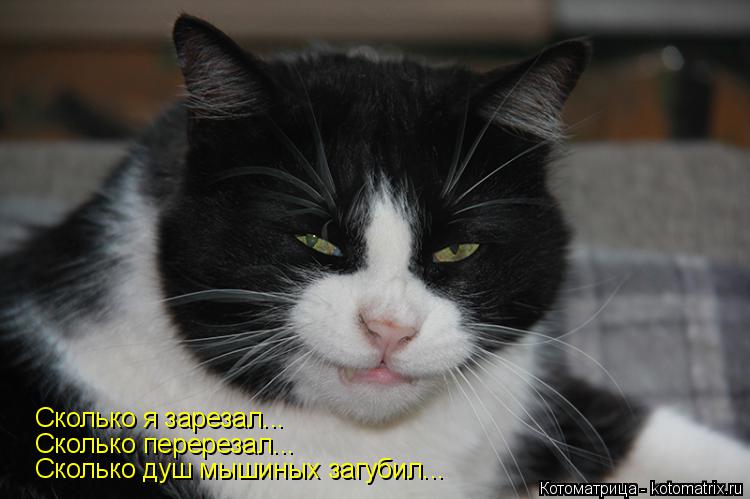 Котоматрица: Сколько я зарезал... Сколько перерезал... Сколько душ мышиных загубил...